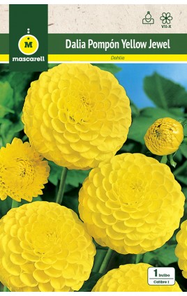 Dalia Pom Pom Yellow Jewel