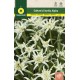 EDELWEISS