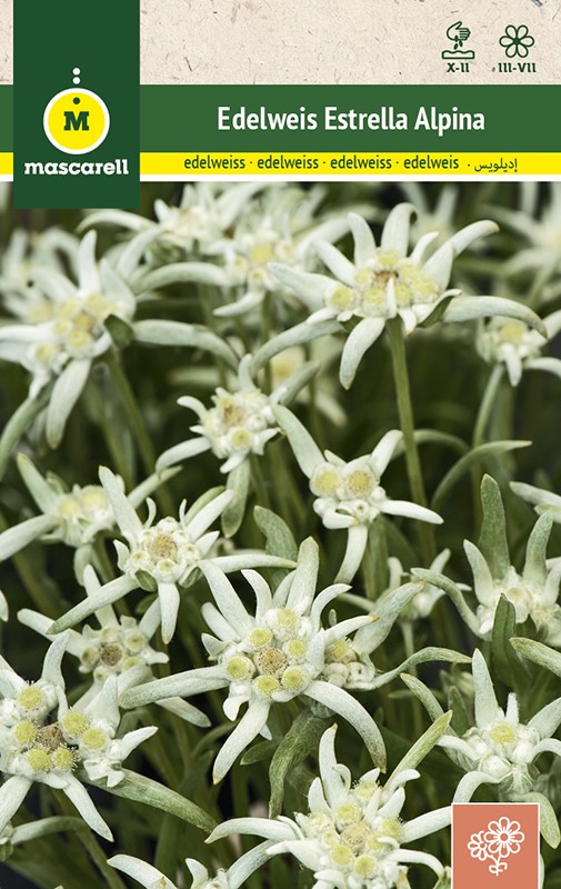 EDELWEISS DES ALPES