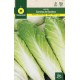 ENDIVE SCAROLE CORNET DE BORDEAUX