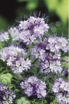 Phacelia tanacetifolia 