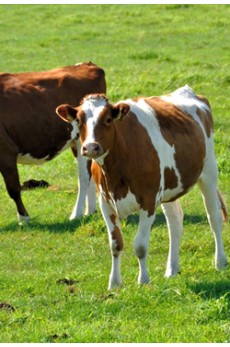 SEMILLAS FORRAJERAS y COBERTURAS VEGETALES