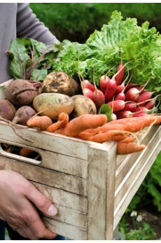 VEGETABLE SEEDS