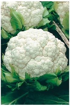 CAULIFLOWER