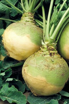 RUTABAGA