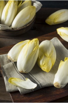 ENDIVE