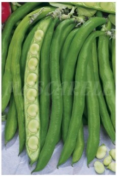 BROAD BEAN