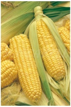 CORN