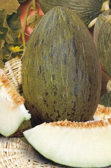 MELÓN