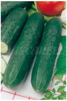 CUCUMBER