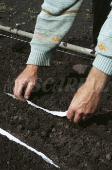 SEEDS IN STRIPS