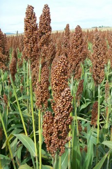 SORGHUM