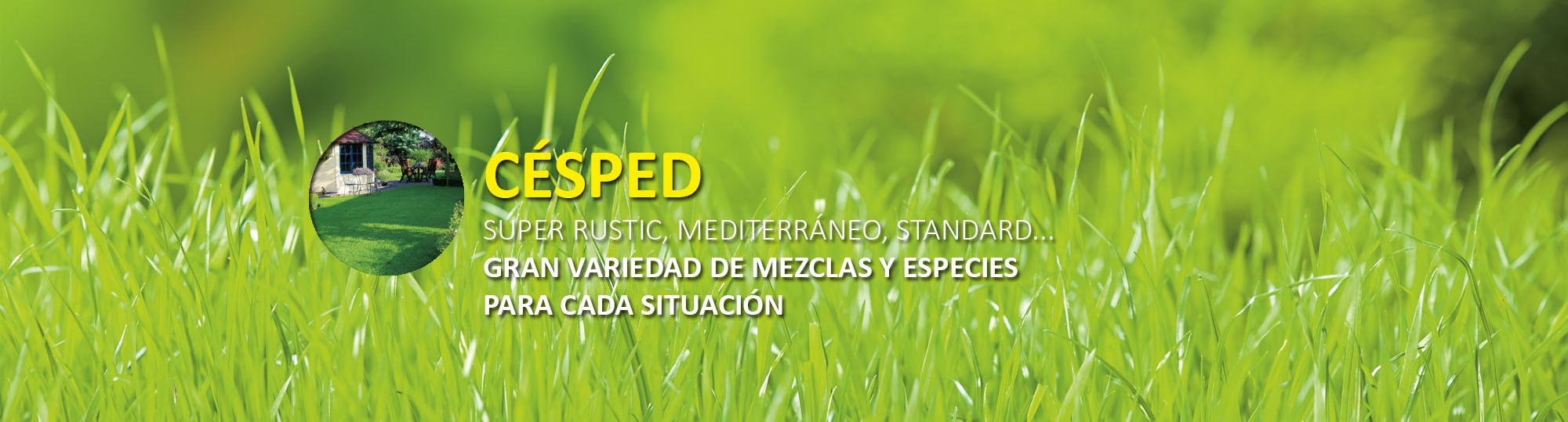 Cesped