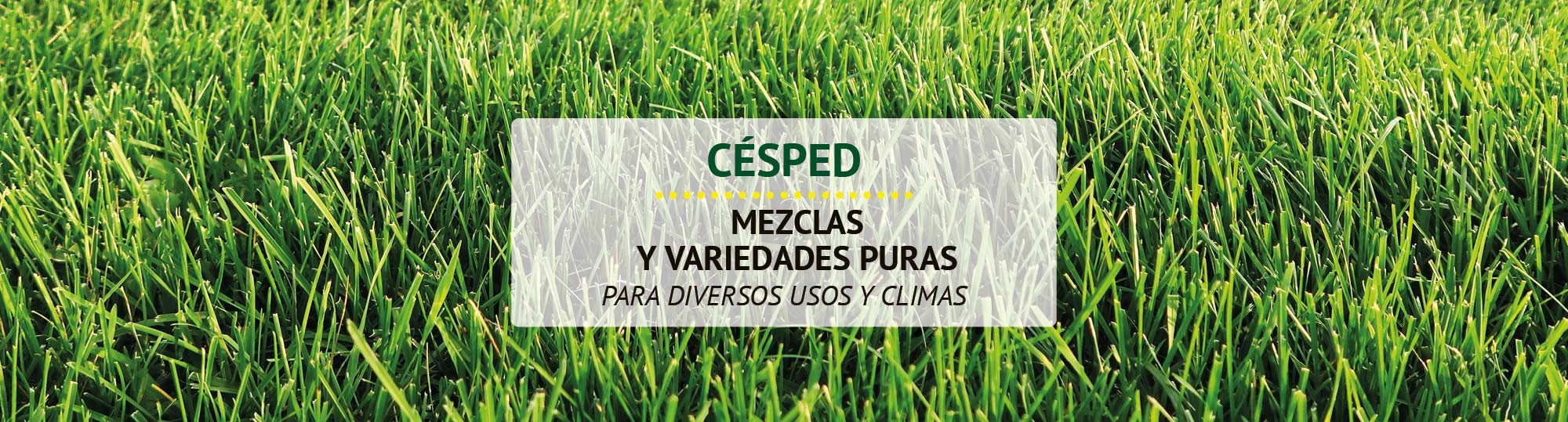 Cesped